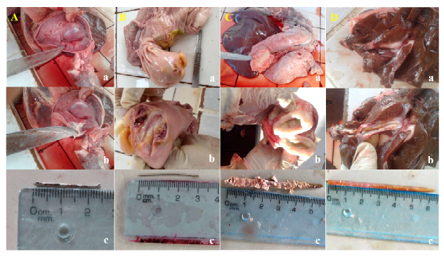 1609 9117 rivep 36 01 e27604 gf1