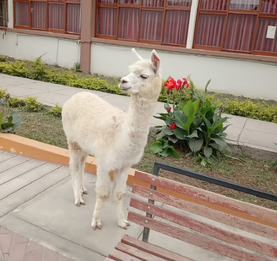 alpca rivep vertical