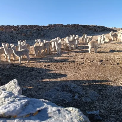 El complejo enterotoxemico en alpacas neonatales andinas