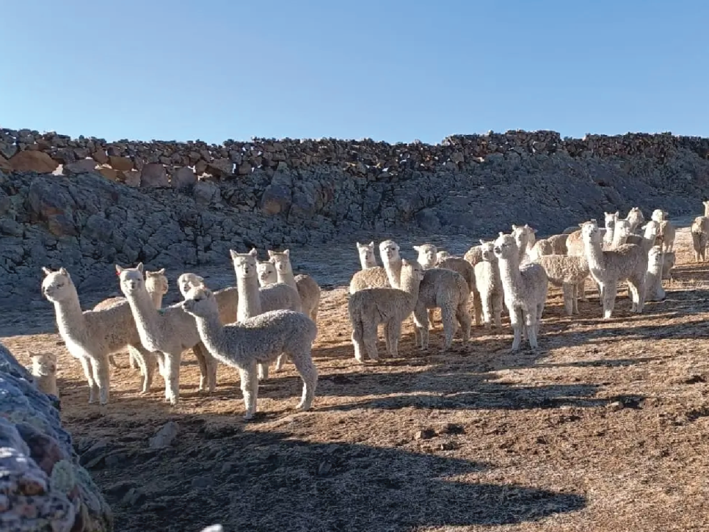estacion ivita marangani alpaca