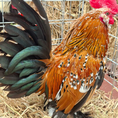 Evento de Avicultura Ornamental en la Facultad de Medicina Veterinaria – UNMSM
