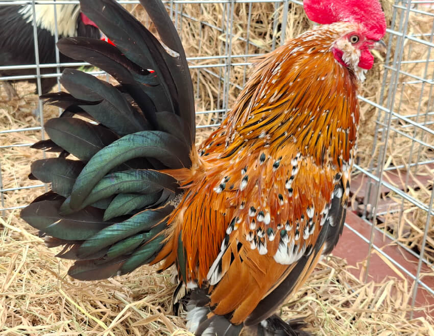 Evento de Avicultura Ornamental en la Facultad de Medicina Veterinaria