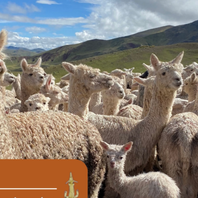 Infestación por piojos en crías de alpacas
