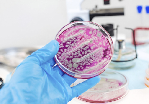 Epidemiología y economía veterinaria 10 bacteriologia2