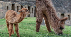 alpacas costo 100
