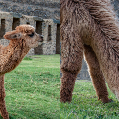 Economic burden and biological drivers Sarco Peruvian alpacas 2026